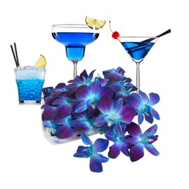 Miami Fresh Orchid Flower OrchidClub USA Sunne Tropical Loose Bloom Head DIY Lei food drink decoration BLUE (50 ROYAL BLUE)
