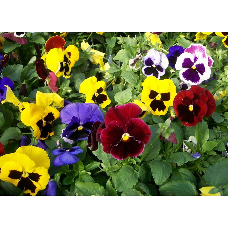 Seeds4planting - Seeds Viola Swiss Giant Mix (Purple, Red, Yellow,