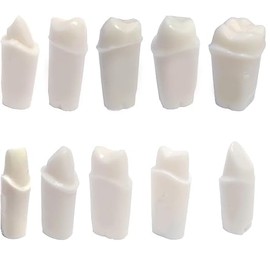 Typodont 200 Prep Crown Teeth 5 Pack for Student Practice Compatible with Nissin Brand Models. (#5 - Pack of 5 Crown prepped Teeth)