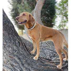 Handmade Seashell Dog Collar, Cool dog collar Cute Pet collar Awesome pet necklace Fun Dog stuff Designer dog fashion Nautical dog collar