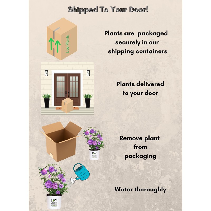 2 Gallon Proven Winners Hibiscus Dark Lavender Chiffon Shrub