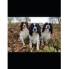 Canine Charms: A Working Springer’s Notebook: Exploring Thoughts and Ideas