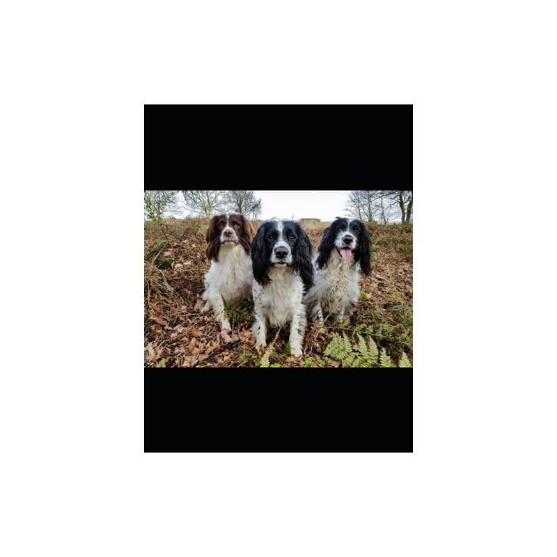 Canine Charms: A Working Springer’s Notebook: Exploring Thoughts and Ideas