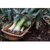 KIRA SEEDS - Seeds Leek Autumn Giant Onion - Heirloom