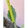 Cactus (2) 6”-10” Pads / Cuttings ~ Opuntia Gomei -