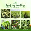 Outsidepride Annual Fava Beans Seeds - 1 lb. High-Protein Forage
