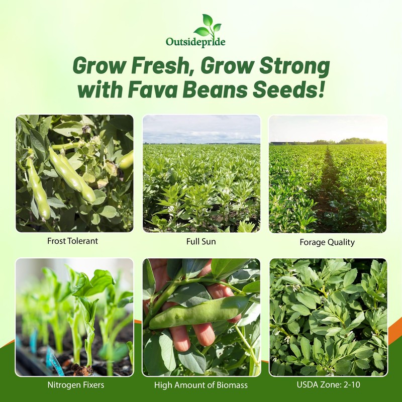 Outsidepride Annual Fava Beans Seeds - 1 lb. High-Protein Forage