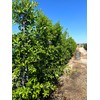 Eagleston Holly Tree | 10 Live Plants | Ilex X