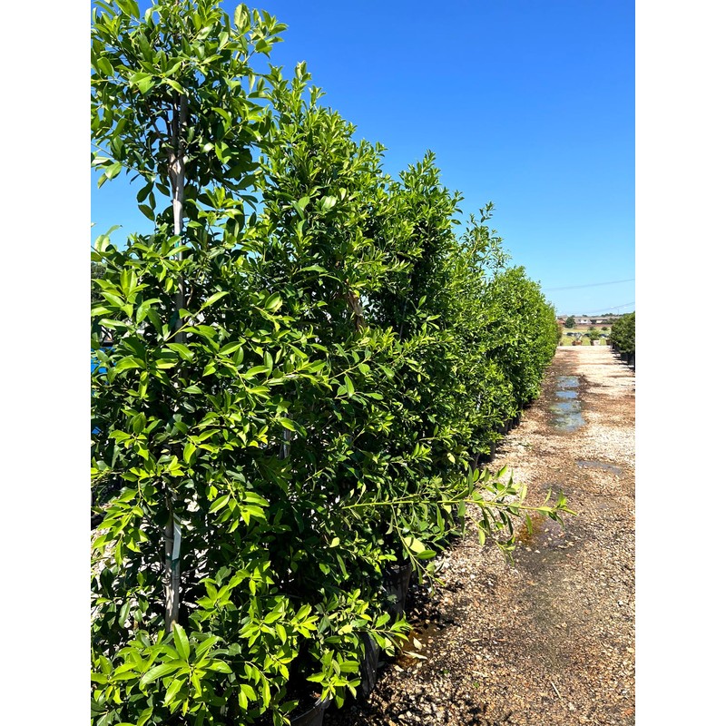 Eagleston Holly Tree | 10 Live Plants | Ilex X