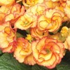 Outsidepride 10 Seeds Annual Primula Common Primrose Primlet Yellow Sunrise