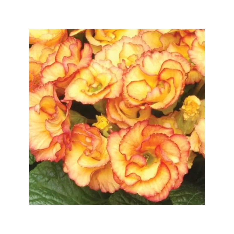 Outsidepride 10 Seeds Annual Primula Common Primrose Primlet Yellow Sunrise