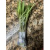 Roots 3 Lemongrass Stalks Fully Rooted Ready To Plant (Organic)