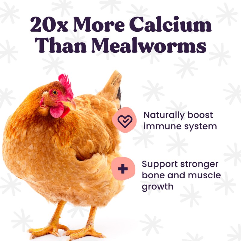 Foragers Feed Peck & Play - Chicken Treat Cup