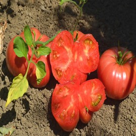 Tomato Garden Seeds - Mortgage Lifter - 1 Oz - Non-GMO, Heirloom, Vegetable Gardening Seed