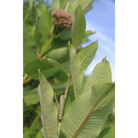 Unbranded Monarch Milkweed Seed Pod, Asclepias Syriaca,  COLD-HARDY, From Northern NY