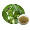 Organic Natural Pure Eucommia Leaf Extract Powder-10.58Ounce (300gram)