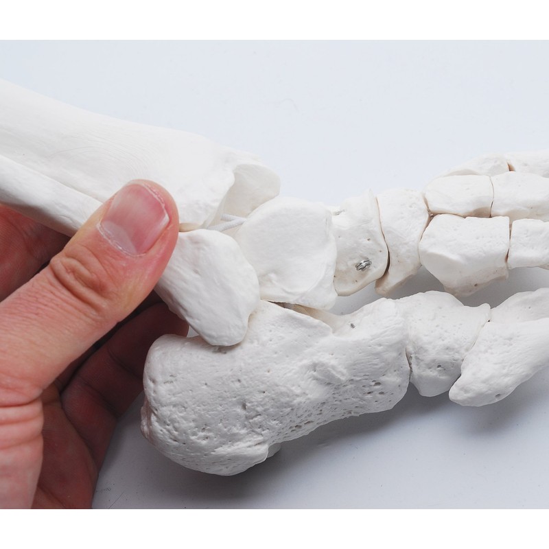 Monolife Plantar Model Plantar Joint Model Ankle Right Leg Specimen