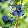 Generic Brightwell Blueberry Shrub, Rabbiteye, Abundant Harvests, Vigorous Growth, Ornamental