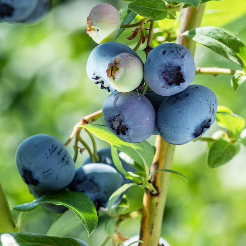 Generic Brightwell Blueberry Shrub, Rabbiteye, Abundant Harvests, Vigorous Growth, Ornamental