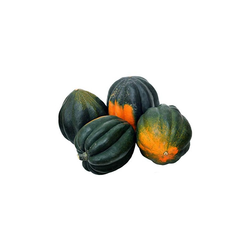 Table King Bush Acorn Winter Squash Seeds - Non-GMO -