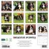 Bernese Mountain Puppies 2026 12" x 12" Wall Calendar