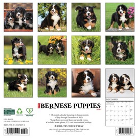 Bernese Mountain Puppies 2026 12" x 12" Wall Calendar