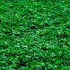 500 Alfalfa Cover Crop Seeds for Planting Non GMO Heirloom