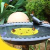 5 Pack Floating Bee Islands, Foam Bee Watering Stations &