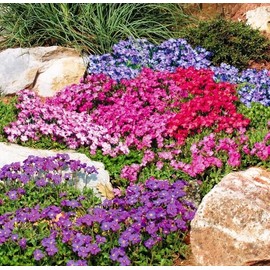 KIRA SEEDS - Seeds Rock Cress Hybrid Mix - (Lilacbush Aubrieta) - Perennial Flowers for Planting - GMO Free 100 Seeds