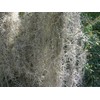 Fresh Spanish Moss for Crafts, displays, Costumes, and Floral Arrangements