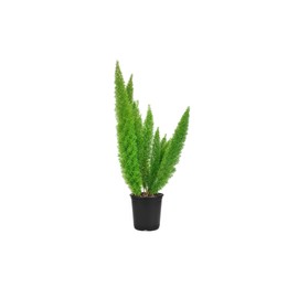 Foxtail Fern Myers | 3 Large Gallon Size Plants | Live Asparagus Densiflorus Myersii | Unique Tropical Landscape Groundcover
