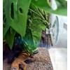 KERUIDENG Reptile Plants for Terrarium Decor, Amphibian Habitat Decor, Reptile