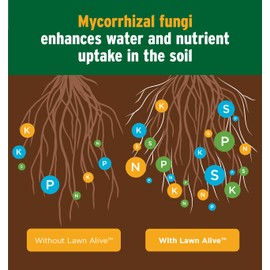 The Andersons Lawn Alive 15-0-0 Fertilizer and Soil Treatment with Endomycorrhizae Fungi - 128 fl oz