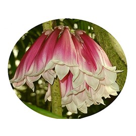 New Guinea Forest Bell Creeper Trumpet Vine Flowering Tropical Vine Plant Unusual Big Pink Yellow Flowers Starter Size 4 Inch Pot Emerald TM