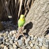 Vivid Arts - Budgies Garden Ornament Bird Sculpture (Budgie, Green)