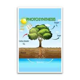 FHJ Photosynthesis Process Poster - Science Biology Anatomy Educational - 18 x 12 Inch Premium Glossy - For Classrooms & Home Decor - Made in USA