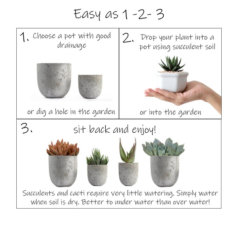 Altman Plants, Mimicry Succulents Plants Live Mini Succulents (4 Pack),