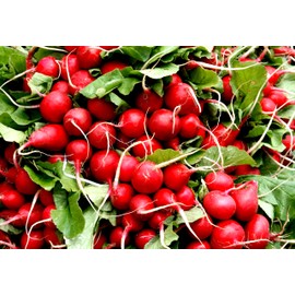 Radish Seeds Variety Pack for Planting – 4 Heirloom Varieties: Cherry Belle, French Breakfast, Easter Egg, Watermelon – Non-GMO Garden Seeds for Spring, Summer & Fall Growing – Fast Growing Veggies