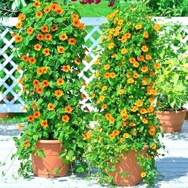 Little Seed Store 50+BLACK EYED SUSAN VINE Flower Seeds Flowering Vine Garden Patio Container Easy