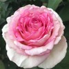 Own-Root One Gallon Pink Enchantment Hybrid Tea Rose by Heirloom