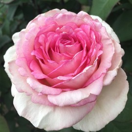 Own-Root One Gallon Pink Enchantment Hybrid Tea Rose by Heirloom Roses