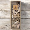 MIJOMA Decorative Shell Set - Natural Shells for Creative Decoration