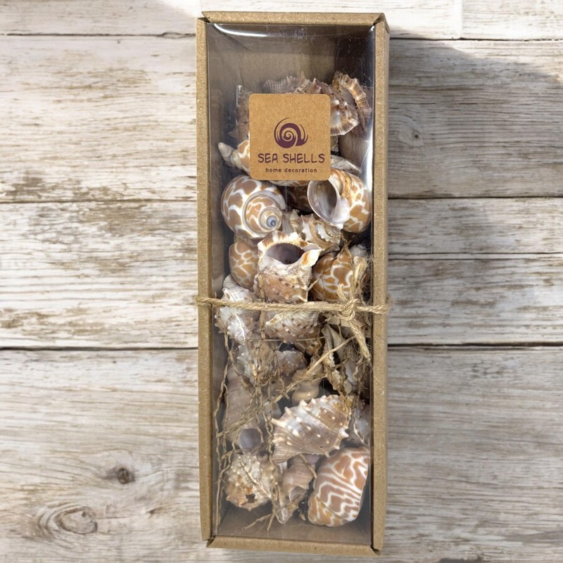 MIJOMA Decorative Shell Set - Natural Shells for Creative Decoration