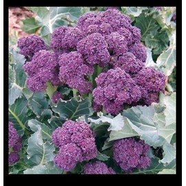 Broccoli Purple Sprouting 300 - 16,000 Seeds Cold Hardy! Bulk Non-GMO Rare Fun! (8000 Seeds)