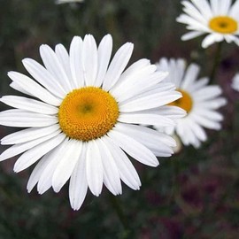 KIRA SEEDS - Seeds Giant Alaska Shasta Daisy - Ornamental Chamomile - Perennial Flowers