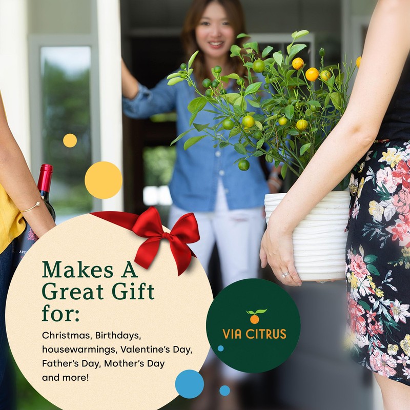 Key Lime Trees Indoor Plants Outdoor - Limes Citrus Tree