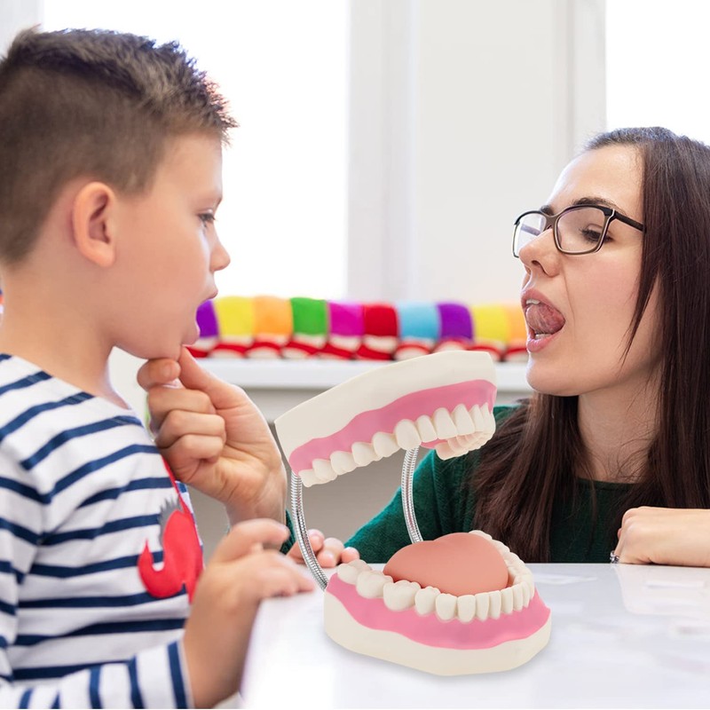 Giant Teeth Dental Demonstration Model with Toothbrush, Enlarged 6 Times