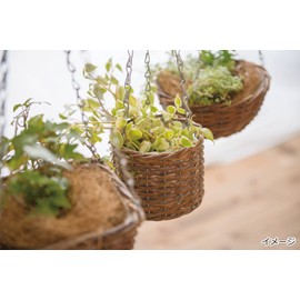 Posh Living 11614 Hanging Basket, Square S
