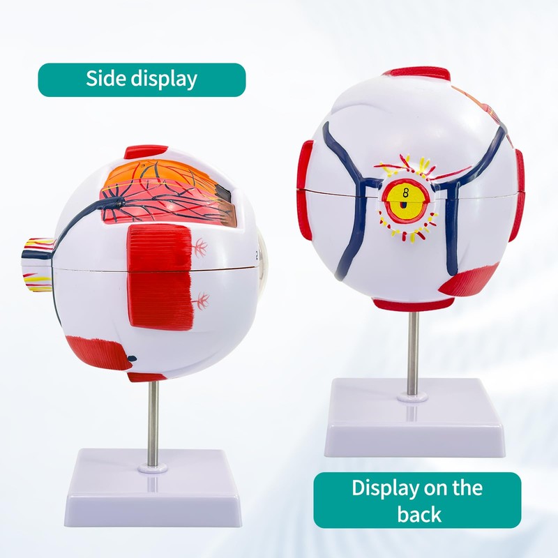 Eye Anatomy Model, 6X Enlarged Eyeball Model, Human Eye Anatomical