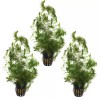 3 POTS HORNWORT PACK (Ceratophyllum